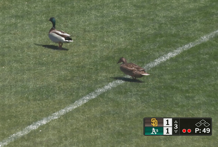 The Rally Ducks strike down the homeless A's